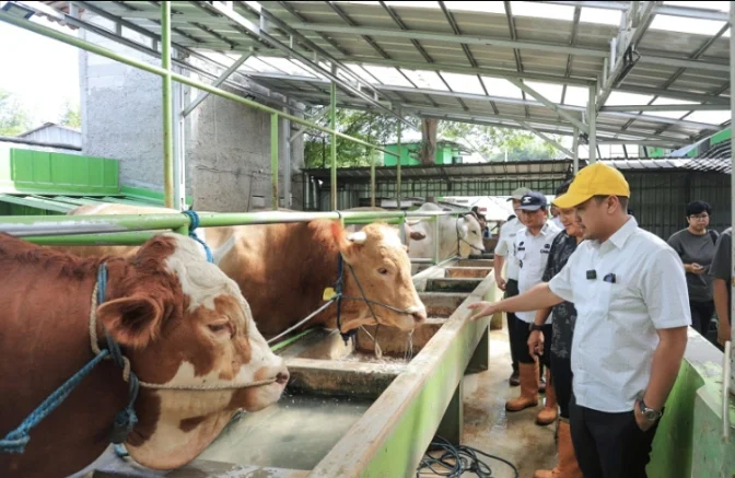 Pilar Pantau Langsung Sapi Kurban Milik Presiden Prabowo di Tangsel yang Beratnya 1 Ton