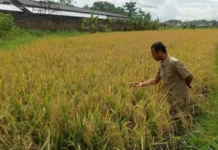 Pemkab Lebak Optimistis Inpari 32 Realisasikan Swasembada Pangan Nasional