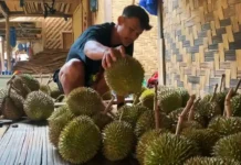 Musim Durian Tiba, Baduy Kembali Jadi Magnet Wisata Alam dan Tradisi