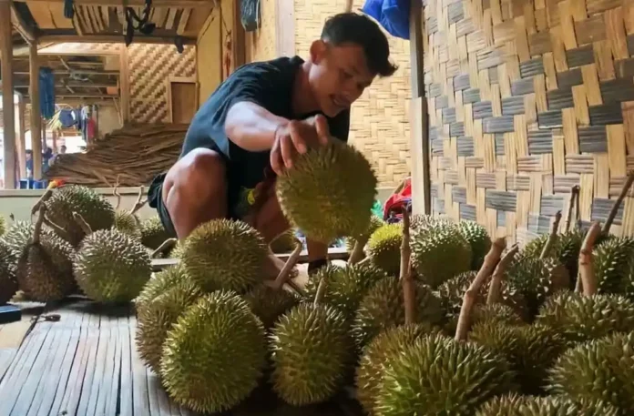 IMG-20251020-WA0118 Musim Durian Tiba, Baduy Kembali Jadi Magnet Wisata Alam dan Tradisi