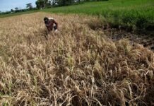 Gagal Panen Ancam Petani Tangerang, Pemkab Siapkan Bantuan Benih dan Pupuk Gagal Panen Ancam Petani Tangerang, Pemkab Siapkan Bantuan Benih dan Pupuk
