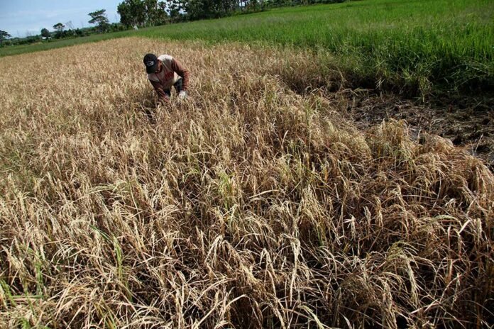antarafoto-hama-wereng-280623-sa-2 Gagal Panen Ancam Petani Tangerang, Pemkab Siapkan Bantuan Benih dan Pupuk