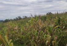 Sempat Dikunjungi Wapres dan Kapolri, Lahan Jagung di Desa Bantar Panjang Tigaraksa Terancam Gagal Panen
