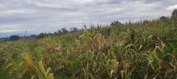 Sempat Dikunjungi Wapres dan Kapolri, Lahan Jagung di Desa Bantar Panjang Tigaraksa Terancam Gagal Panen