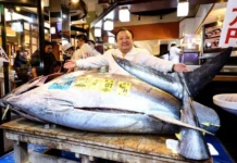 Bukan Sekadar Ikan: Tradisi Jepang Jual Tuna Pertama Tahun 2026 Seharga Rp 54,7 Miliar