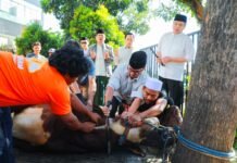 Pilar Saga Ichsan Turun Tangan Sembelih Hewan Kurban, Suasana Haru dan Kebersamaan Warnai Puspemkot Tangsel