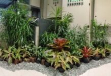 Botanical Bento Garden, Tren Taman Minimalis yang Bikin Terlihat Mewah