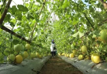 Tak Hanya Sawarna dan Baduy, Agrowisata Banten Kini Jadi Destinasi Favorit Wisata Keluarga