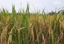 Petani Mulai Waspada, Kemarau Mengintai Puluhan Hektare Sawah di Tangerang